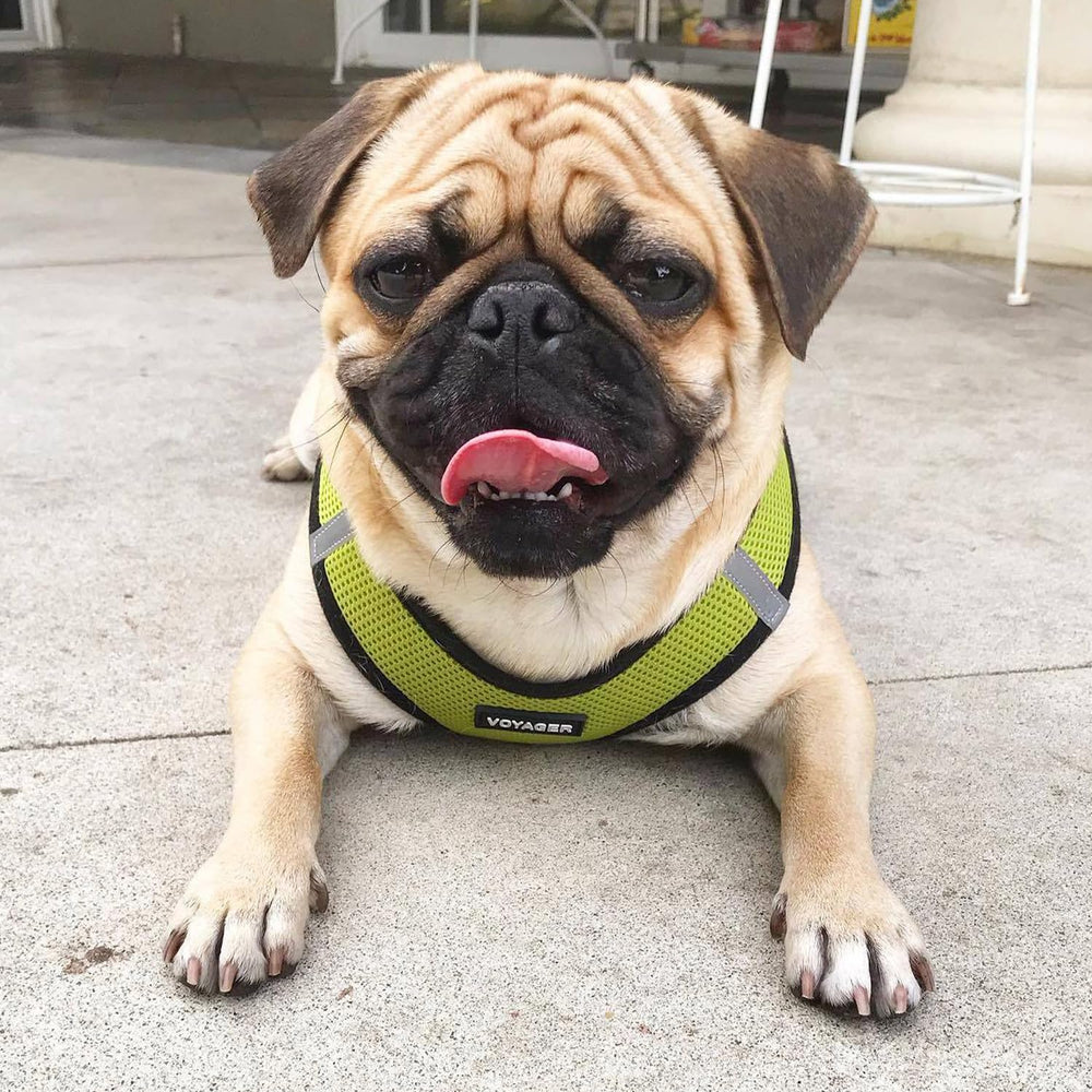 Best Pet Supplies Voyager air mesh with buckle-closure for quick, secure wearing.