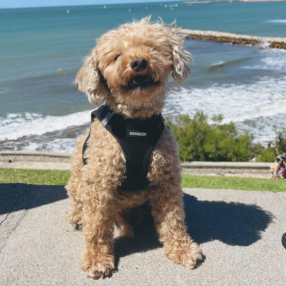 Best Pet Supplies Voyager harness offers breathable air mesh for year-round comfort.