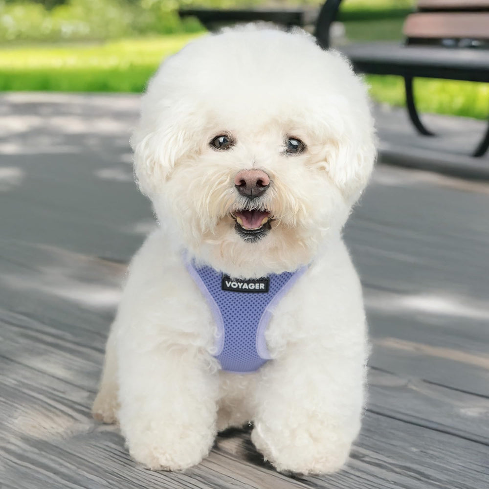 Best Pet Supplies Voyager lavender harness on outdoor walks for reliability and style.