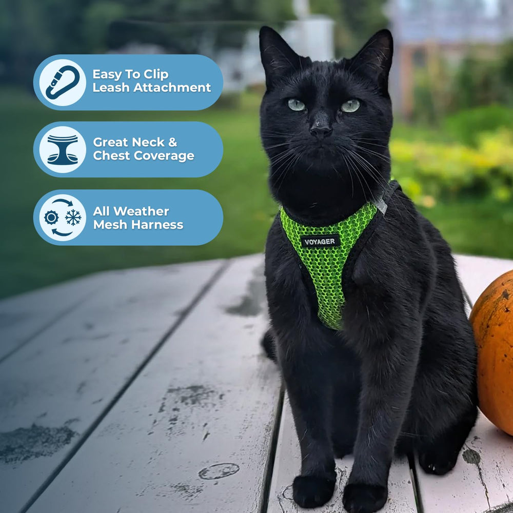 Best Pet Supplies Voyager harness with reflective straps for safer dawn or dusk walks.