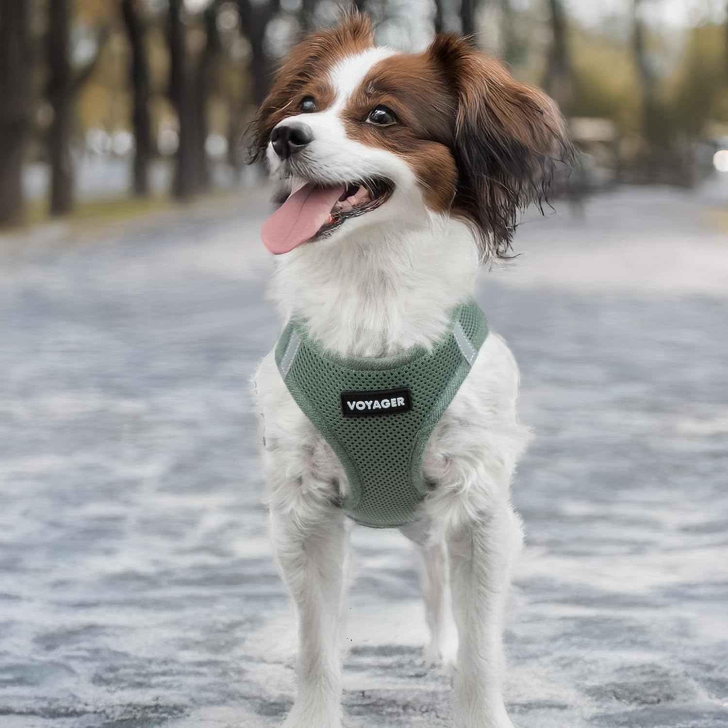Best Pet Supplies Voyager moss green color adds stylish daily wear