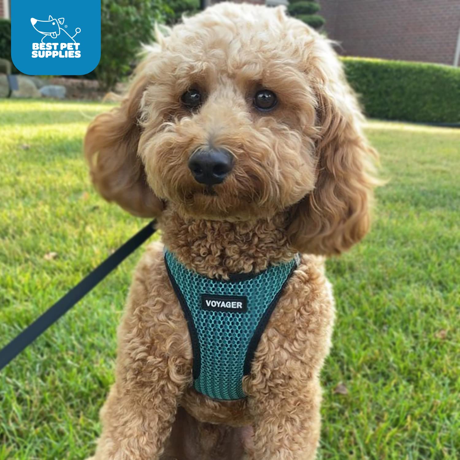 High-visibility Voyager harness supports safety during dawn or dusk walks.