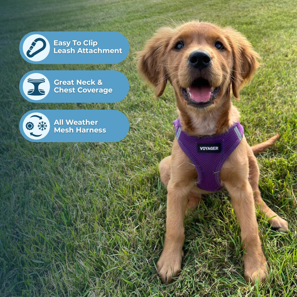 Best Pet Supplies Voyager harness with reflective bands for low-light visibility.
