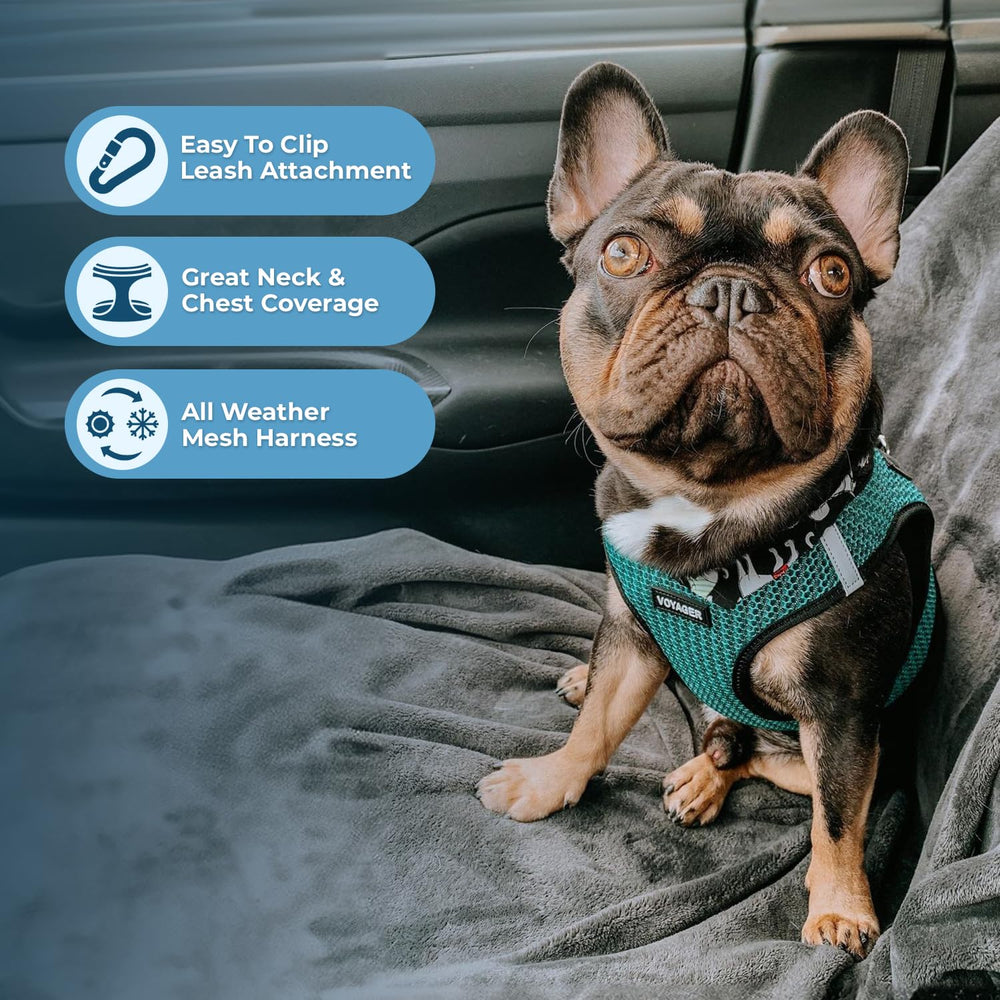 Voyager harness with reflective strips to boost visibility at night.