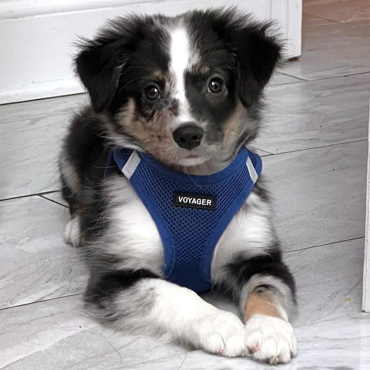 Voyager harness size guide image to help find the perfect fit