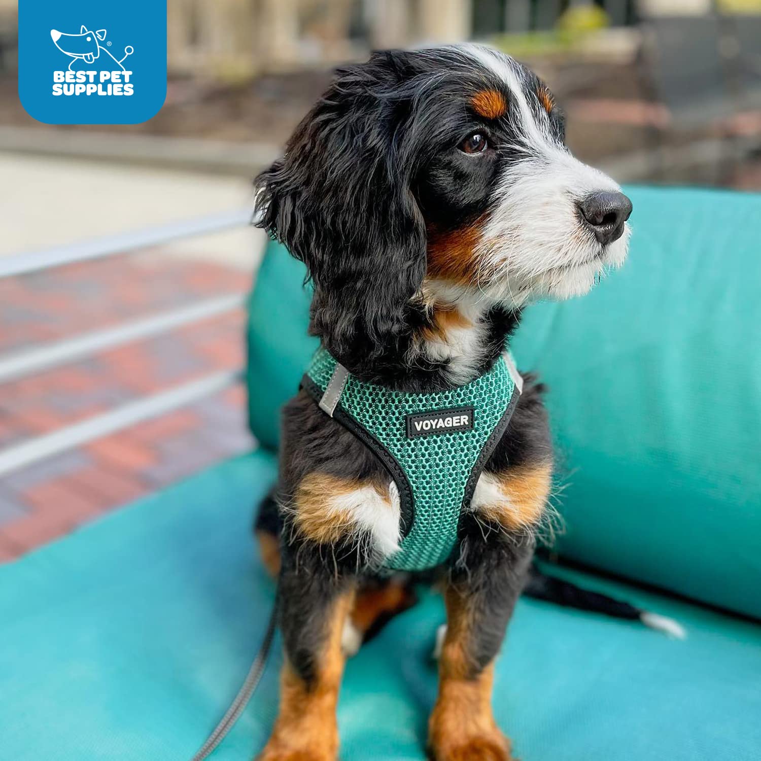 Size guide and measurement tips for proper Voyager harness fit.