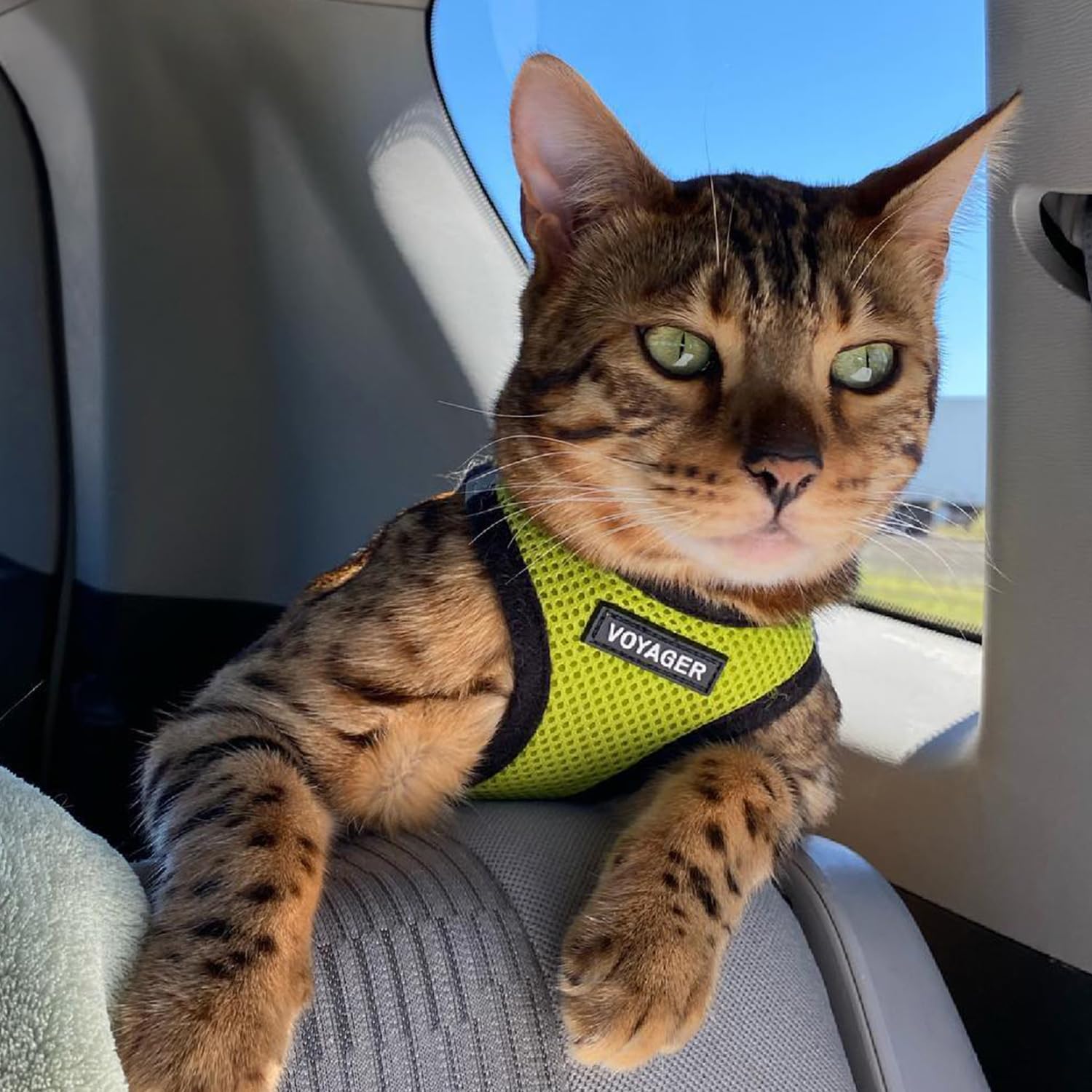 Soft air mesh keeps pets cool and dry during warmer days