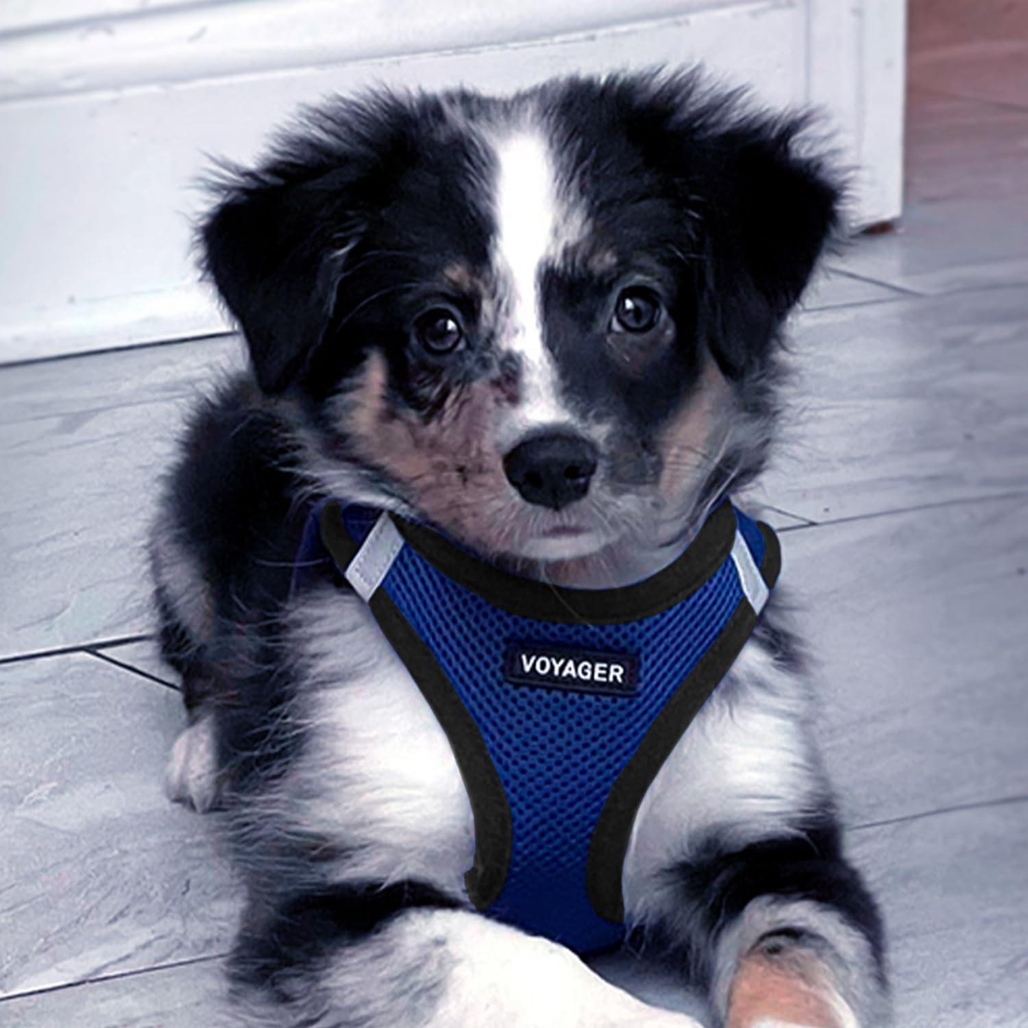 Best Pet Supplies Voyager harness uses a sturdy buckle for reliable closure.