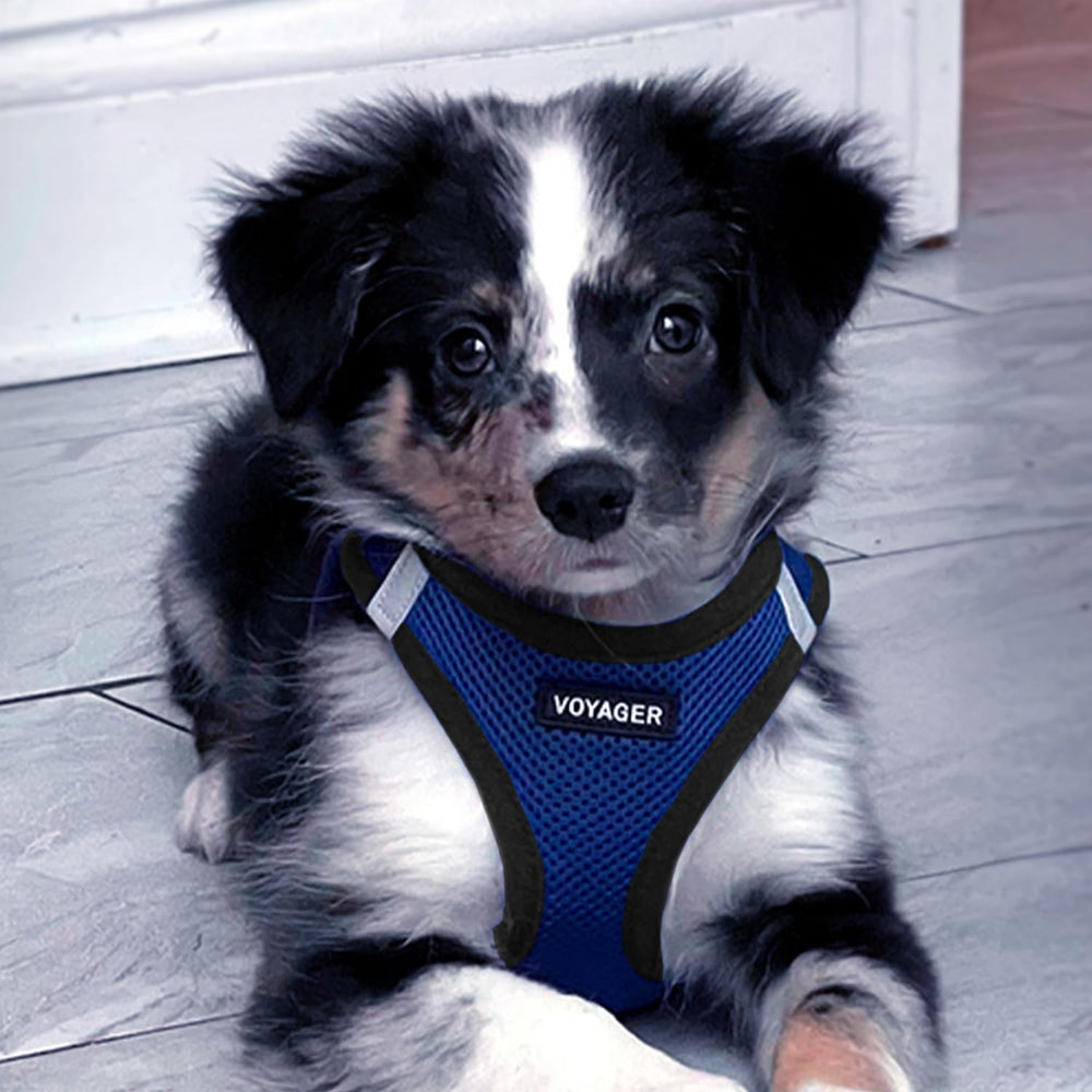 Best Pet Supplies Voyager harness uses a sturdy buckle for reliable closure.