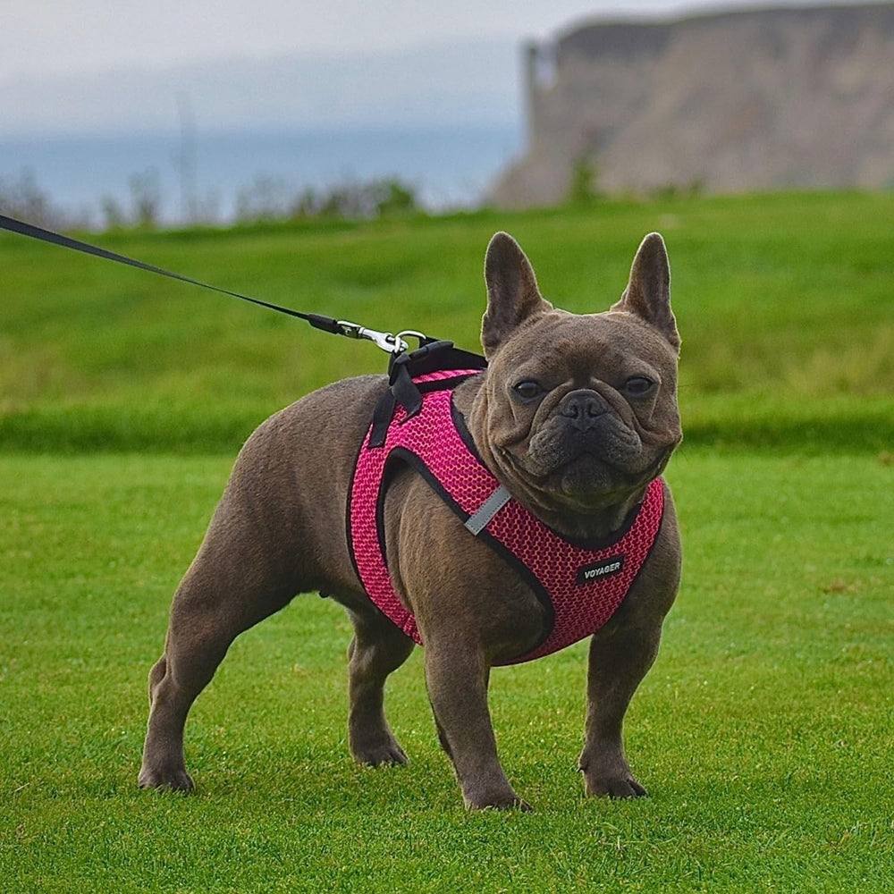 Best Pet Supplies Voyager step-in harness double D rings for added safety.