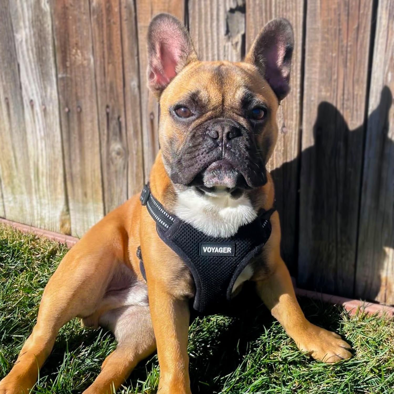 Best Pet Supplies Voyager lightweight harness supports all-weather adventures