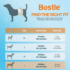 BESTLE male dog wrap on a dog demonstrates leak-proof protection during walks.