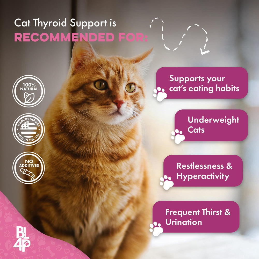 BestLife4Pets cat dining scene illustrates daily eating support.