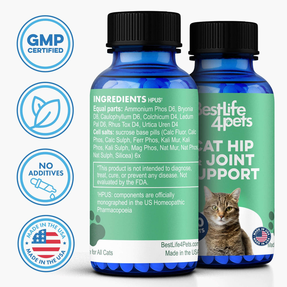 BestLife4Pets elderly cat enjoying gentle mobility support
