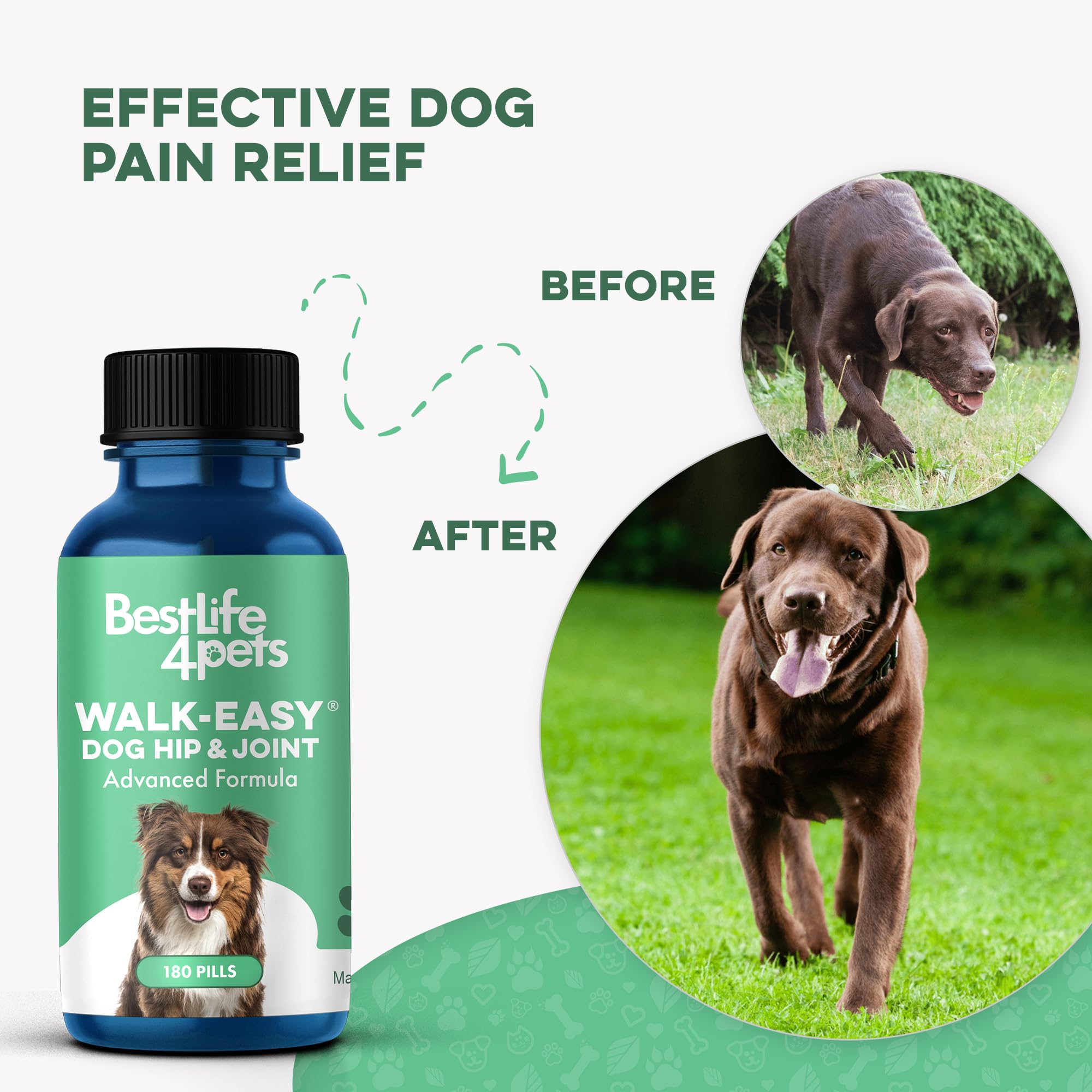 BestLife4Pets dog on stairs image conveying improved confidence and mobility