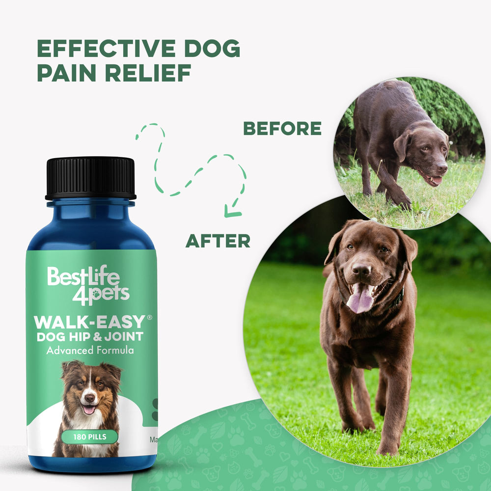 BestLife4Pets dog on stairs image conveying improved confidence and mobility