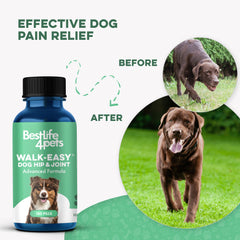 BestLife4Pets dog on stairs image conveying improved confidence and mobility