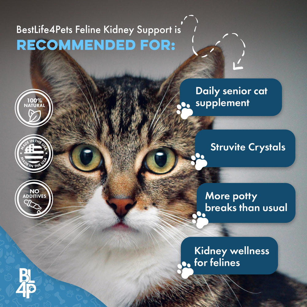 BestLife4Pets Kidney Support capsules shown as part of a feline wellness routine.