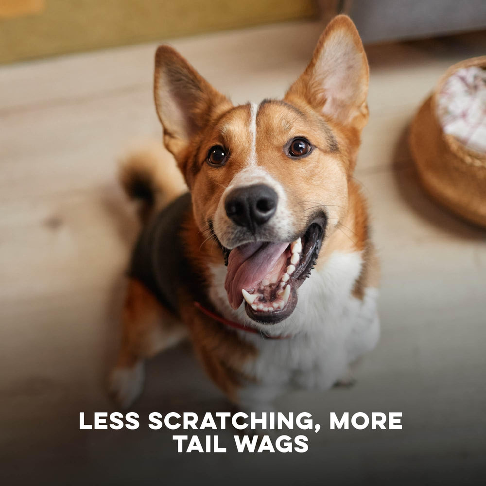 Made in USA badge on BestLife4Pets packaging signals quality.