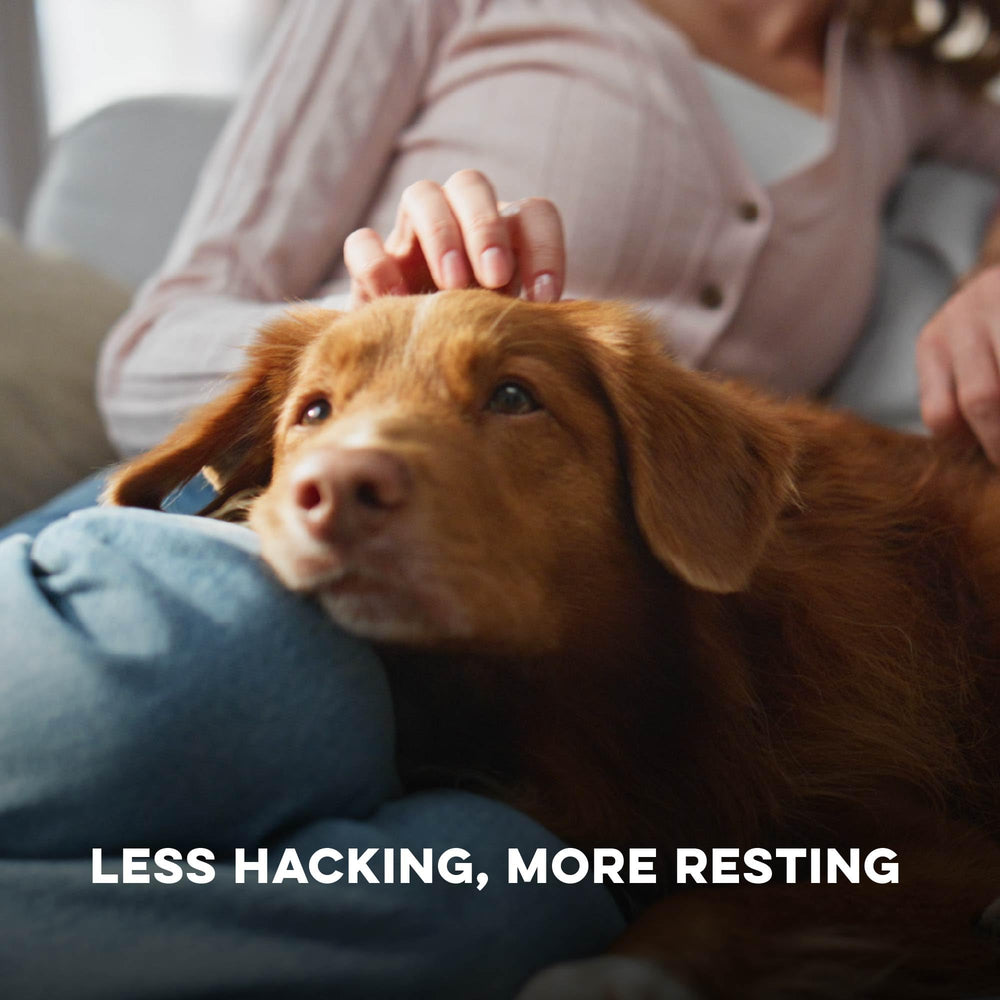 BestLife4Pets night-time relief reduces coughing sounds for quieter evenings.