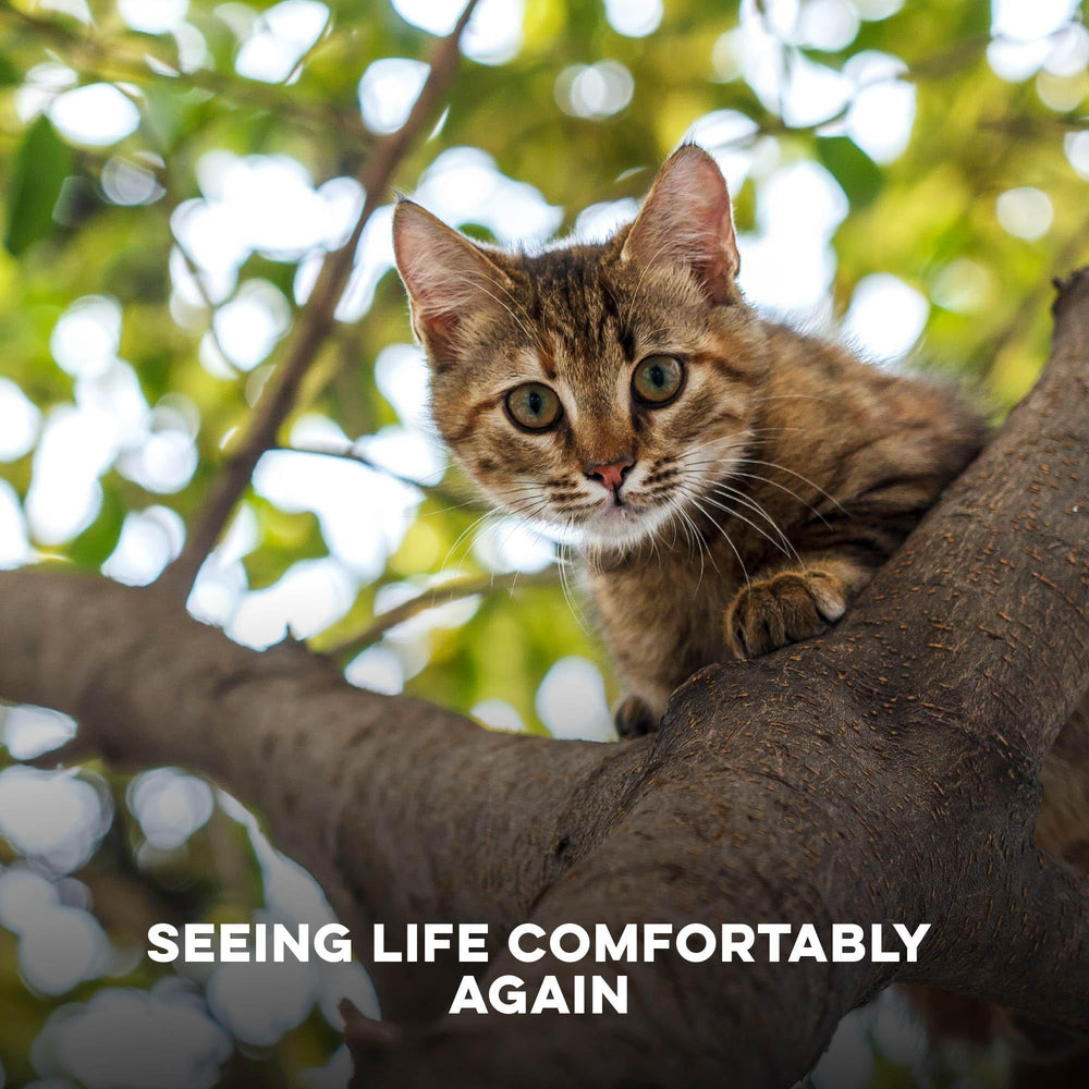 Quality seal highlights safe, holistic eye care from BestLife4Pets.