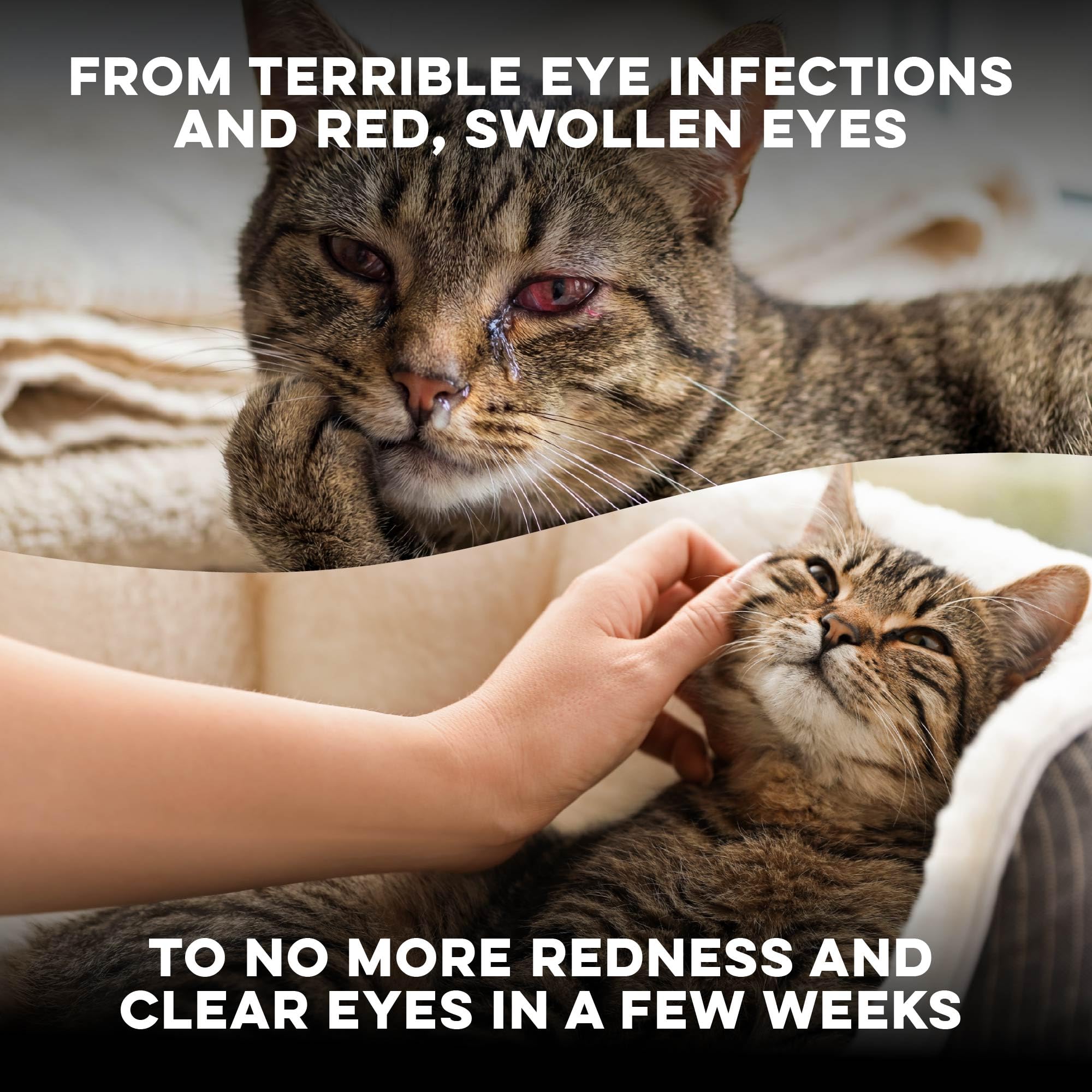 Cat eye health scene featuring BestLife4Pets vision support for happy cats.