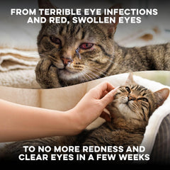 Cat eye health scene featuring BestLife4Pets vision support for happy cats.