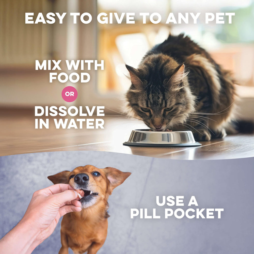 BestLife4Pets senior dog energy image suggests renewed activity and comfort