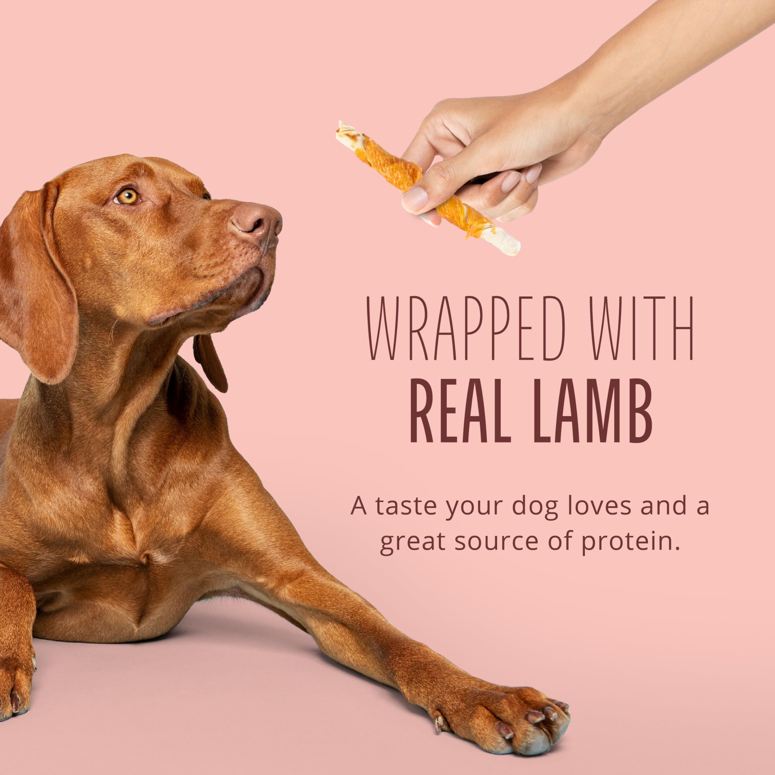Dog chewing a Real Lamb Twist as a tasty training reward