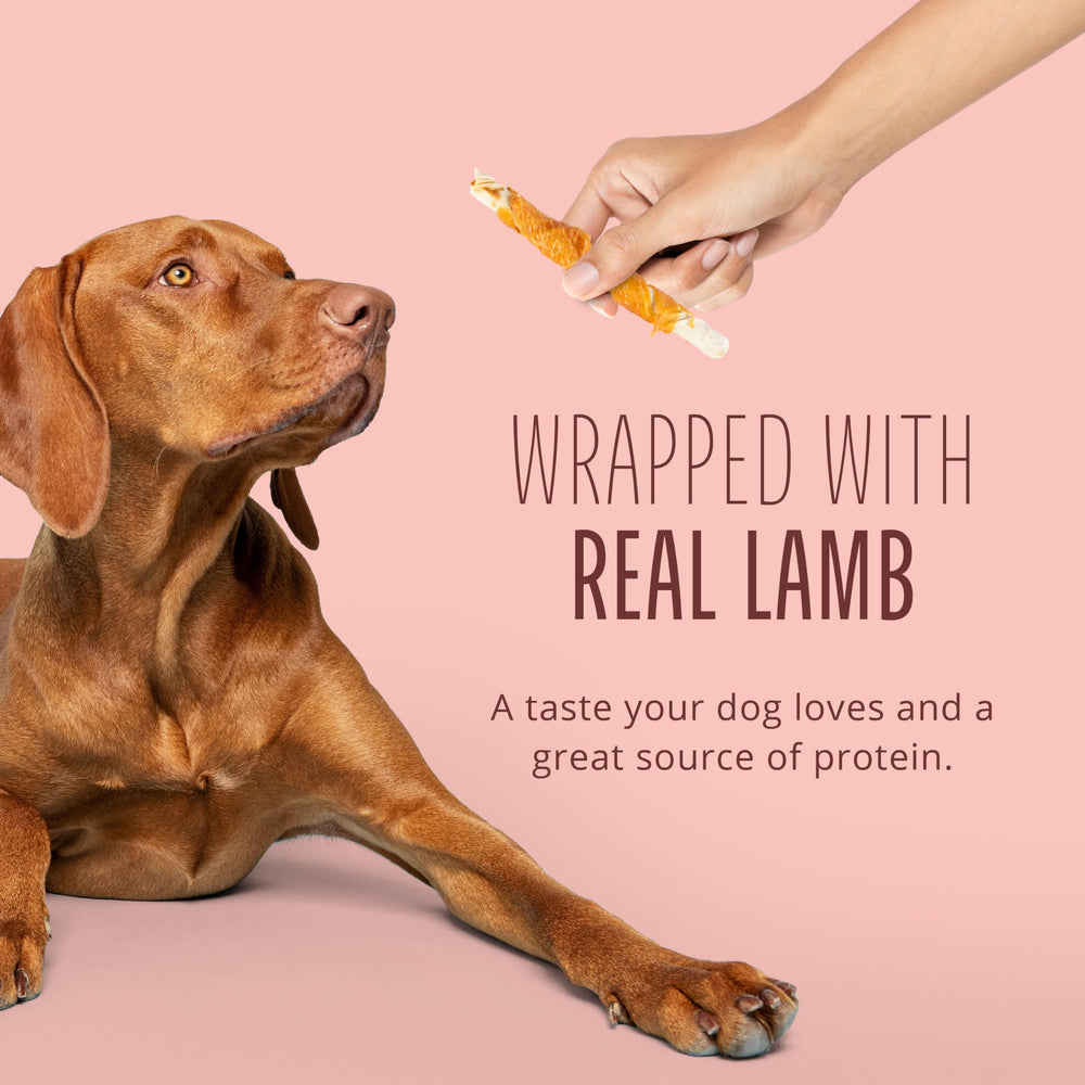 Dog chewing a Real Lamb Twist as a tasty training reward