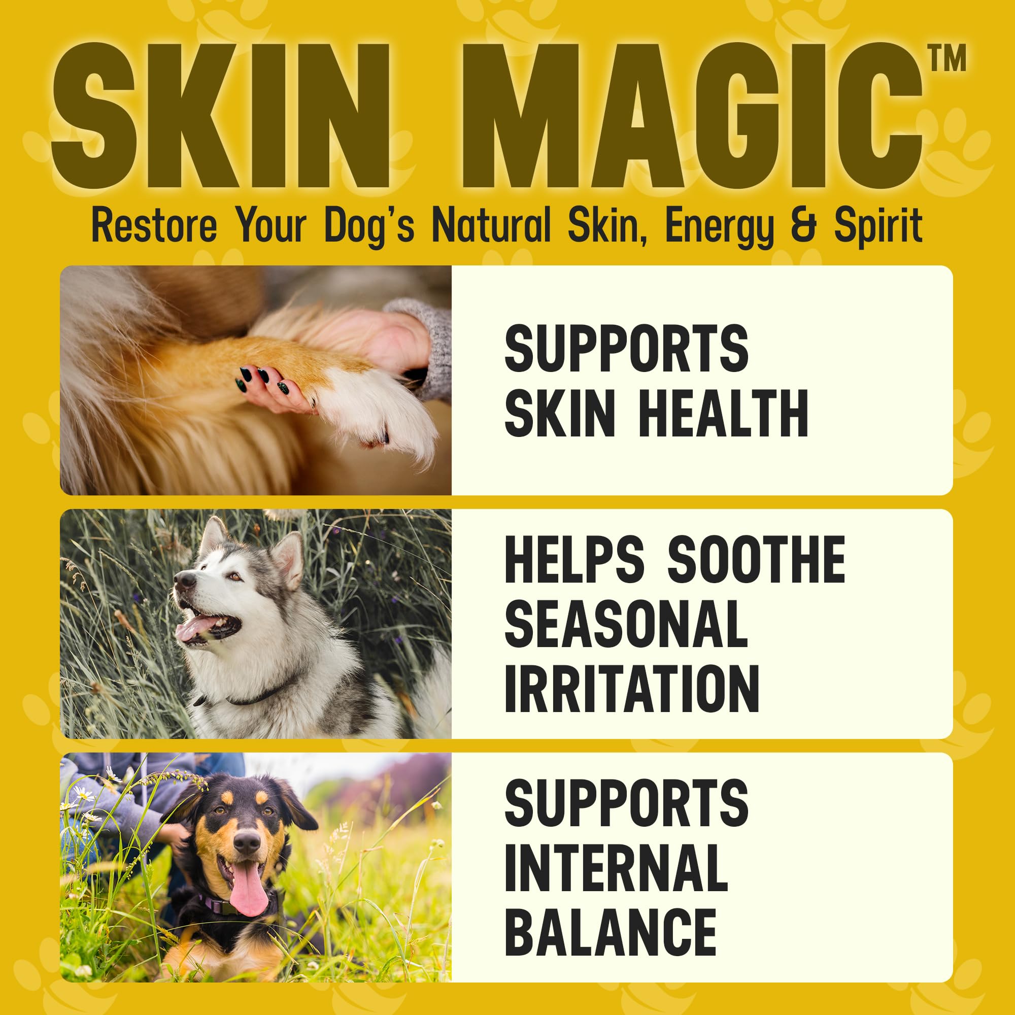 Dog with a shiny coat after using Better Dog Skin Magic by Cesar Millan
