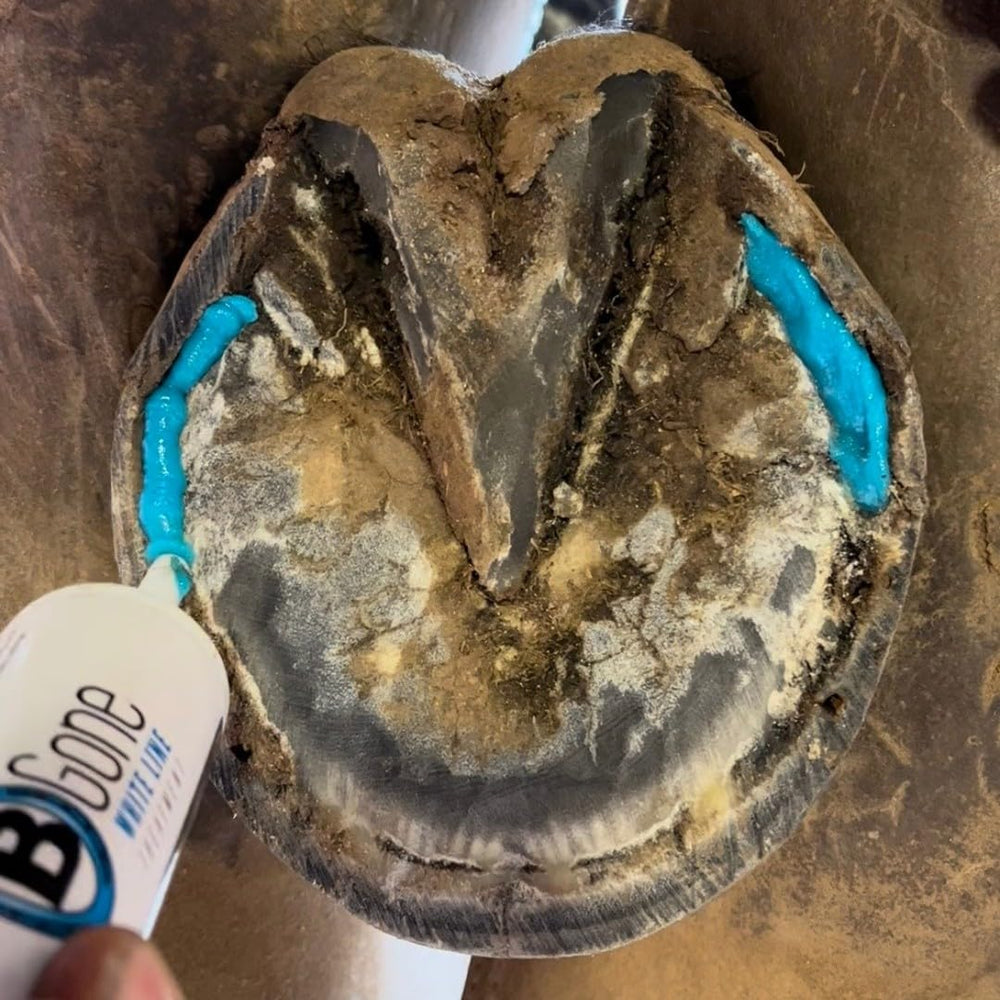 B Gone durable formula works in wet climates to support hoof maintenance