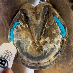 B Gone durable formula works in wet climates to support hoof maintenance