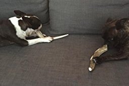 Big Dog Antler Chews supports tartar control through natural ingredients.