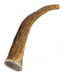 Big Dog Antler Chews elk antler chew 8-12 inch close-up