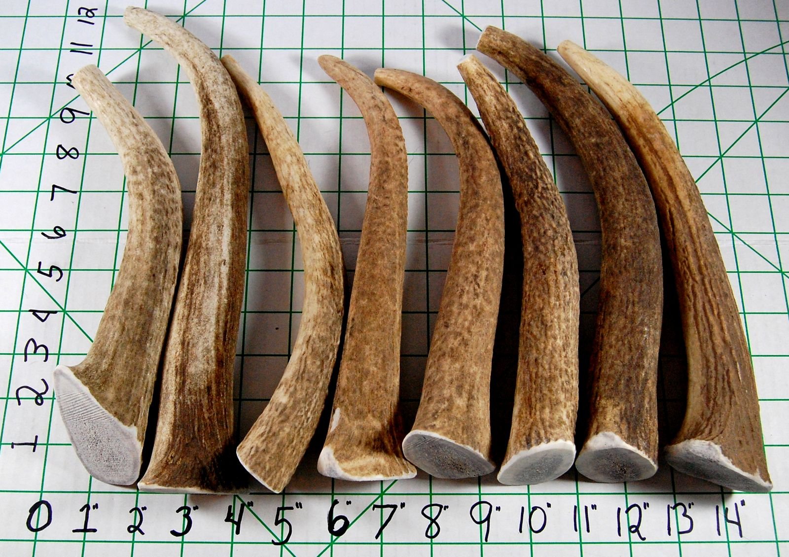 Grade A premium elk antler chew from Big Dog