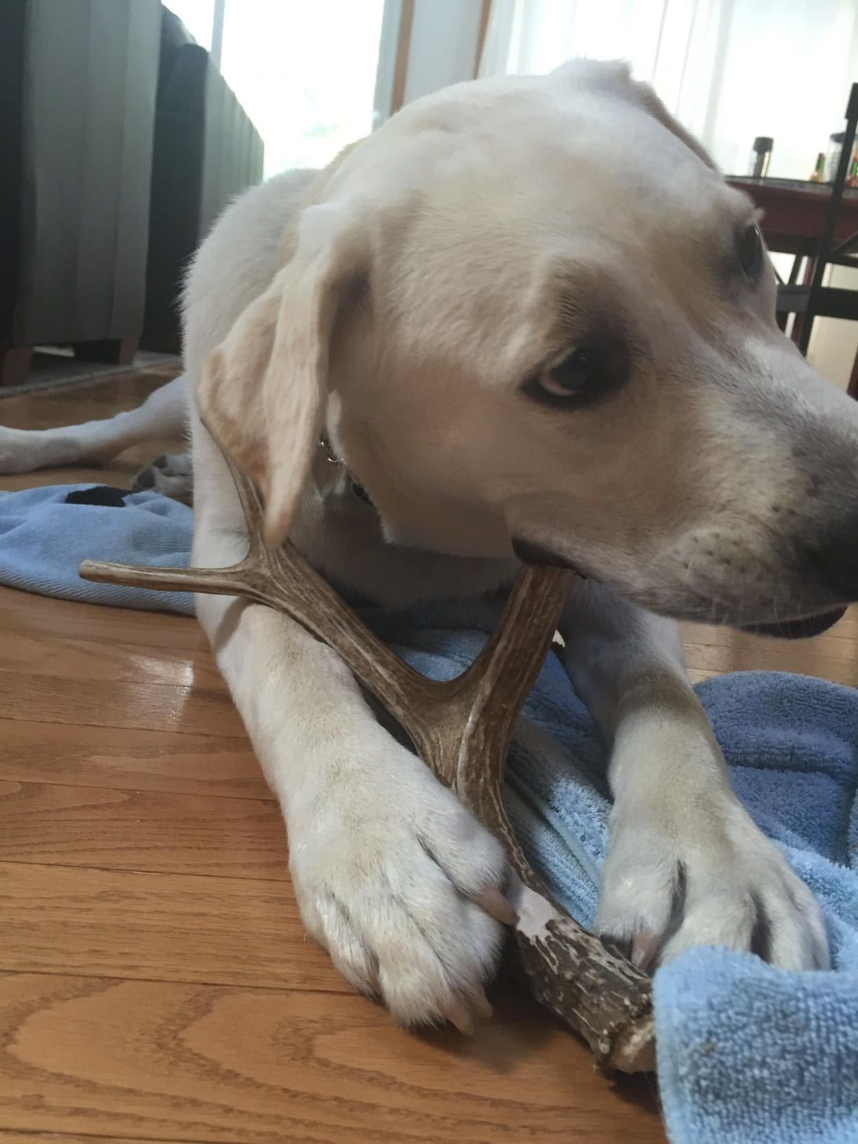 Indoor-safe chew with no greasy mess.