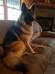 Big Dog Antler Chews indoor-friendly chew with no odor or mess