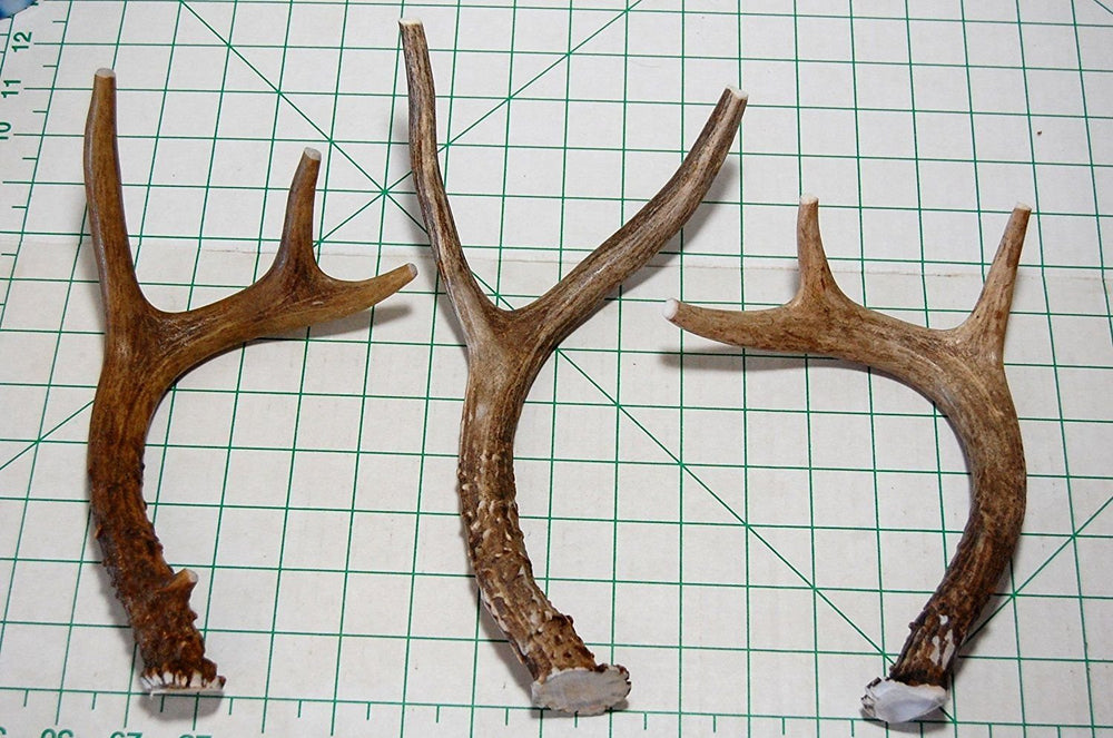 Big Dog Antler Chews indoor friendly design for clean use