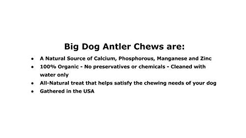Big Dog Antler Chews long-lasting chew with tartar control benefits.