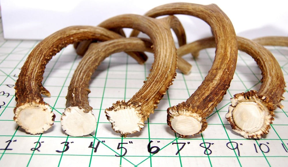 Medium to large dogs enjoy a long-lasting chew from a whole antler.