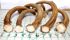 Medium to large dogs enjoy a long-lasting chew from a whole antler.