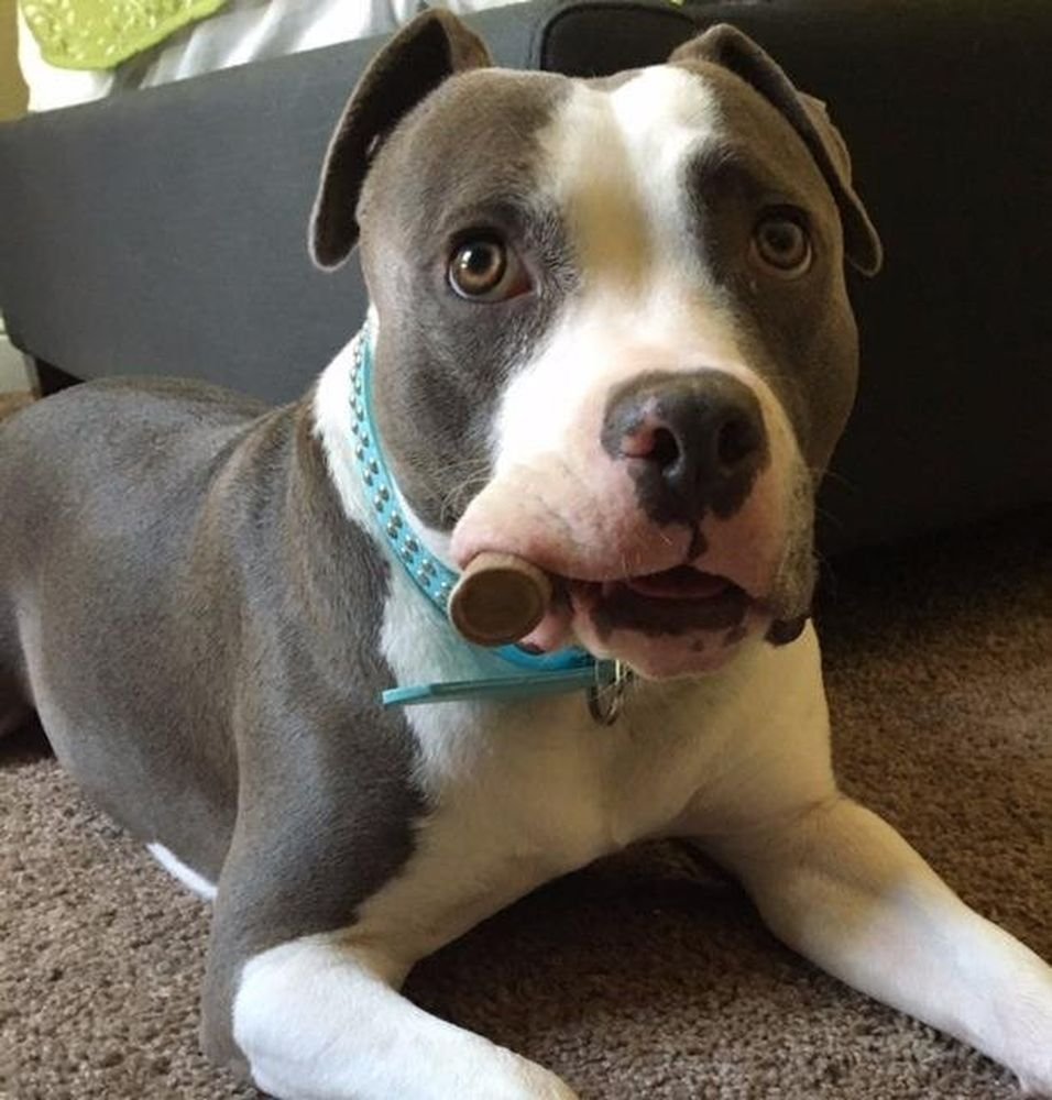 Big Dog Antler Chews USA-sourced wild deer antlers for natural nutrition.