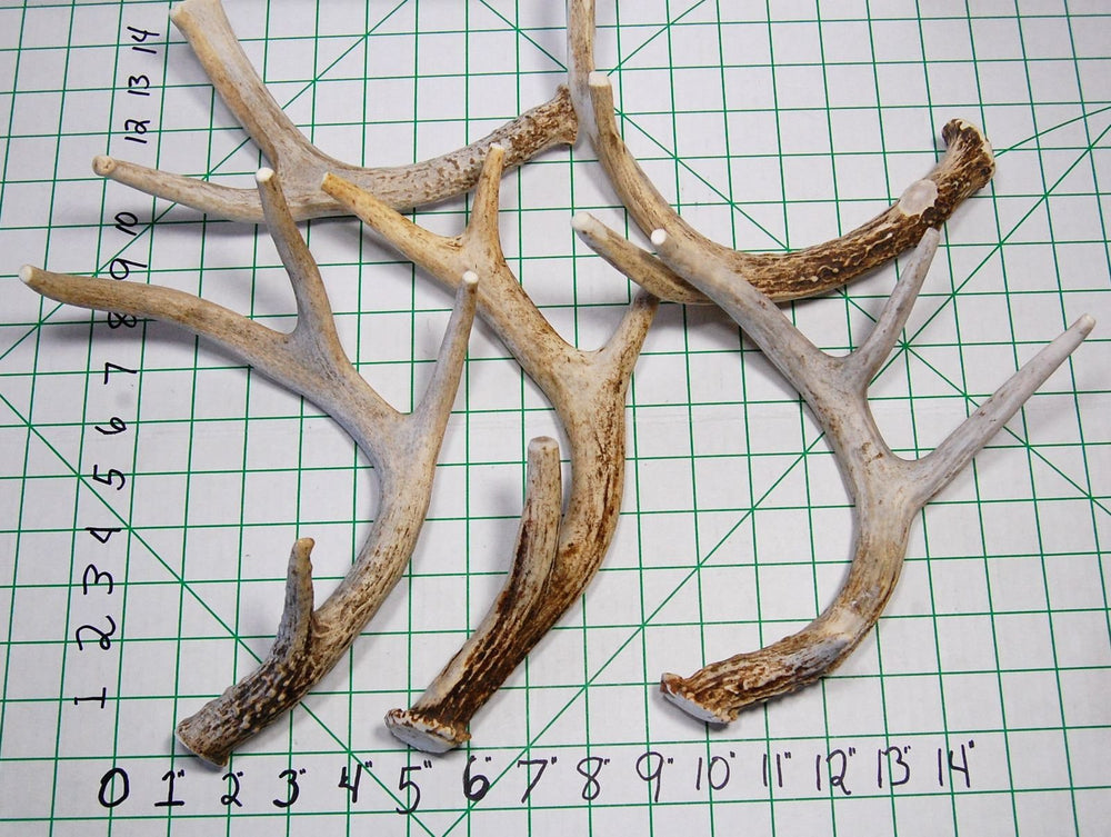 Big Dog Antler Chews medium-size antler cut and sanded for safety