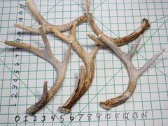 Big Dog Antler Chews medium-size antler cut and sanded for safety