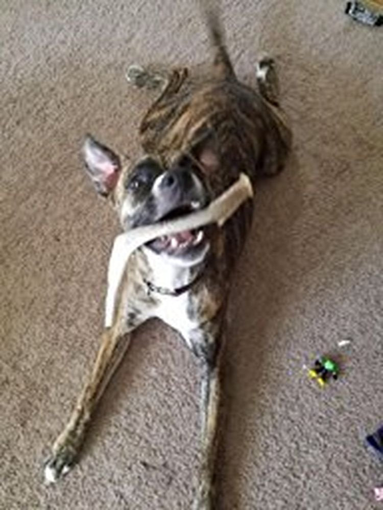 Big Dog Antler Chews no odor indoor use, mess-free chew