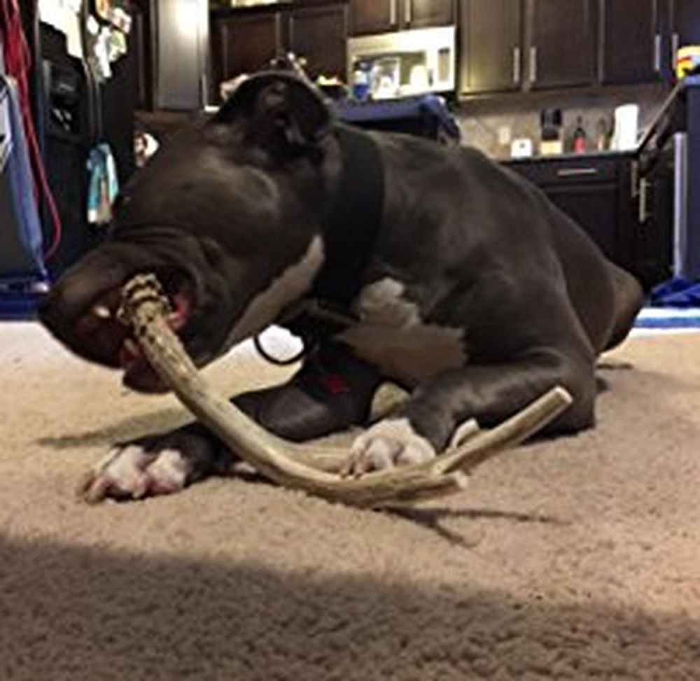 Big Dog Antler Chews sanded edges for safe chewing