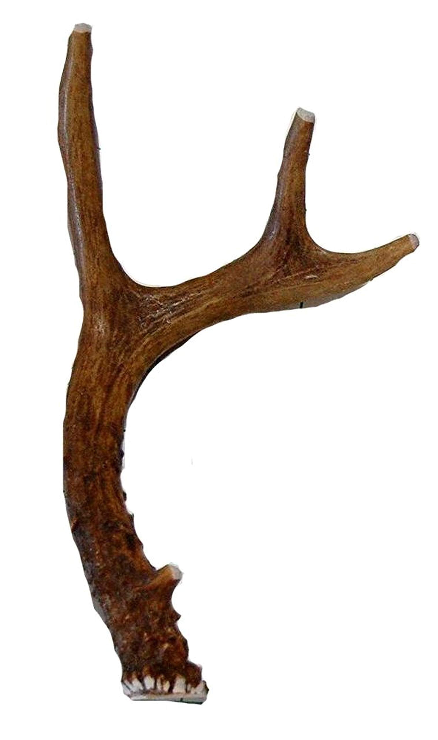 Big Dog Antler Chews small deer antler ready for indoor chews