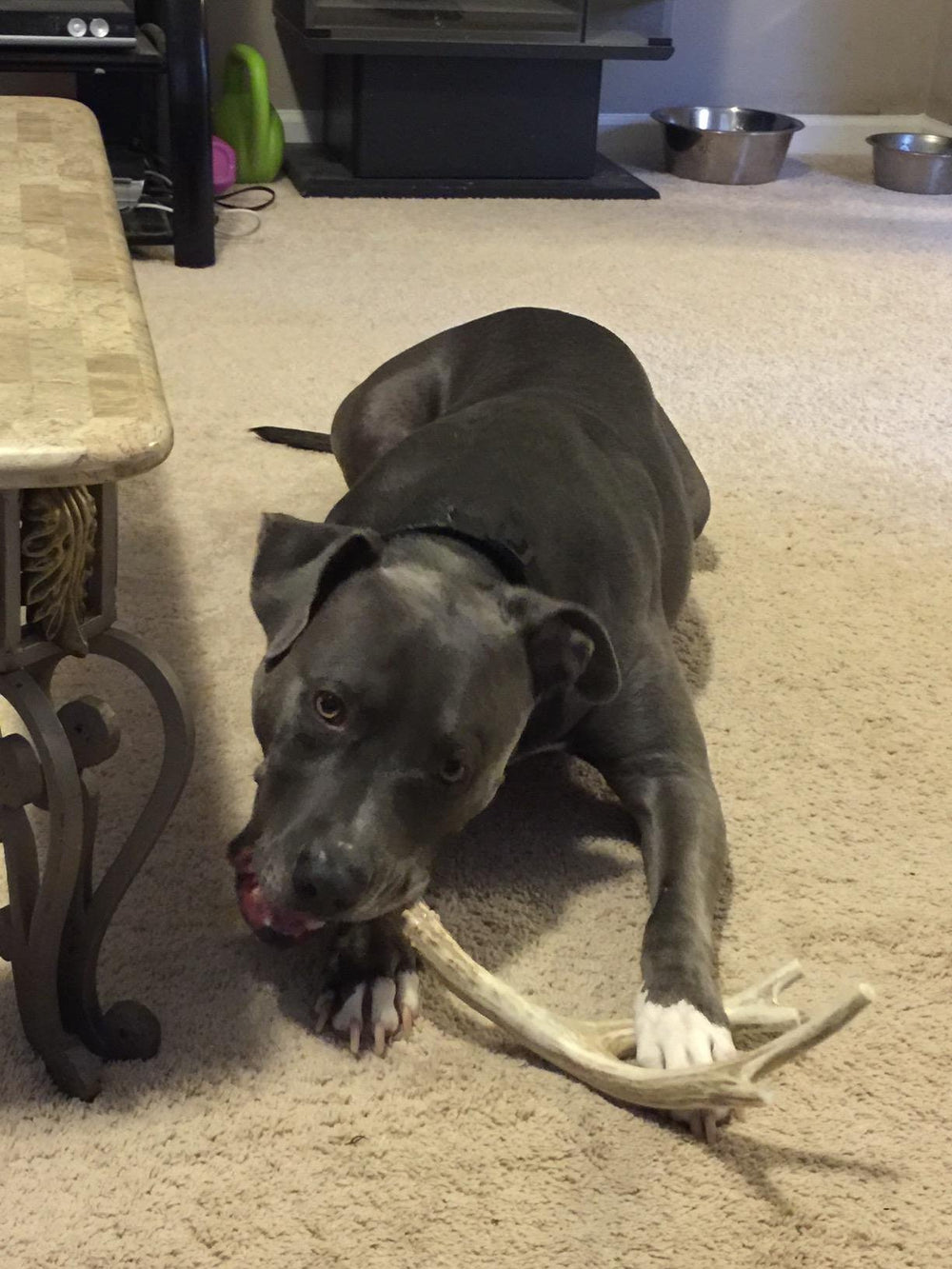Big Dog Antler Chews US-sourced wild deer antler for natural minerals