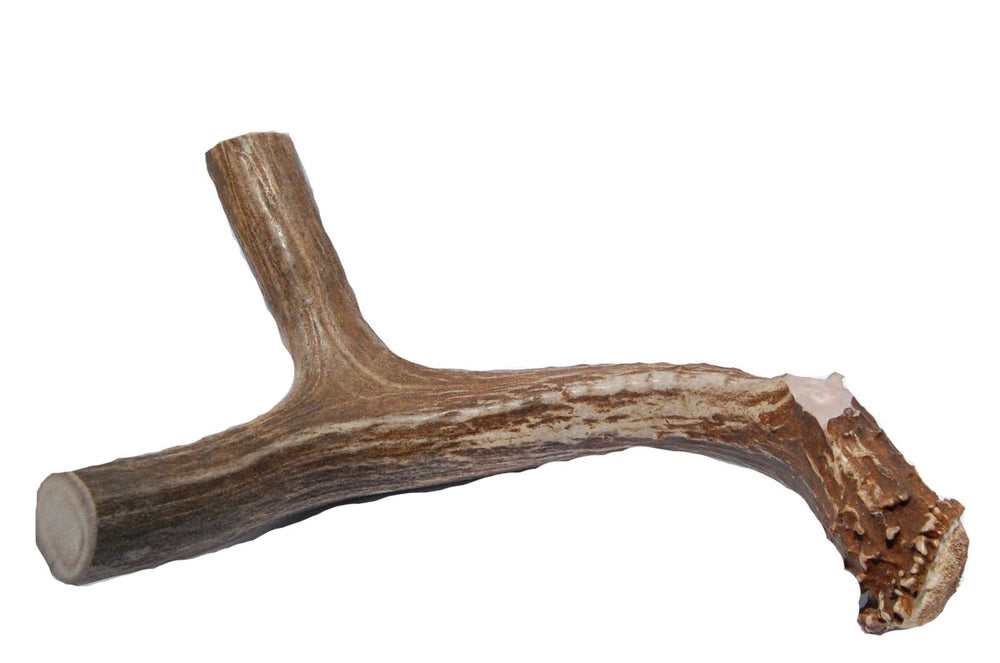 Big Dog Antler Chews XL 2-point deer antler for bold chewers